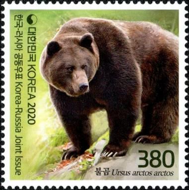 Brown Bear (Ursus arctos)