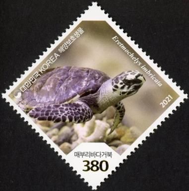 Hawksbill Sea Turtle (Eretmochelys imbricata)