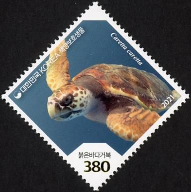 Loggerhead Sea Turtle (Caretta caretta)