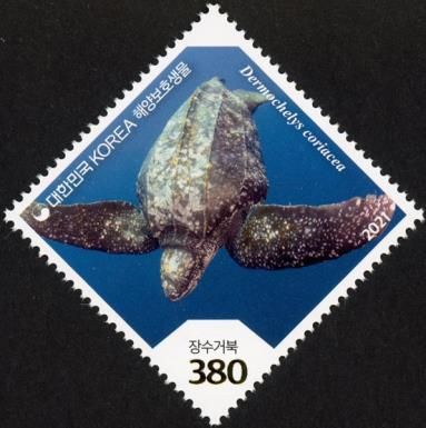 Leatherback Sea Turtle (Dermochelys coriacea)