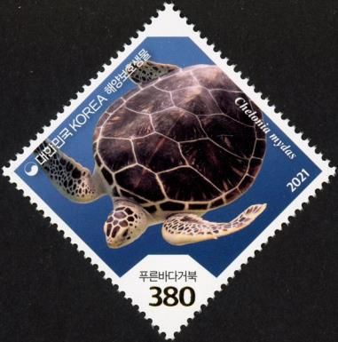 Green Sea Turtle (Chelonia mydas)