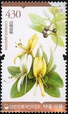 Lonicera japonica
