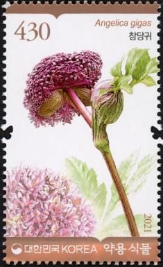 Angelica gigas