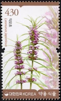 Leonurus japonicus