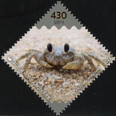 Ocypode stimpsoni