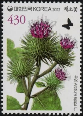 Greater Burdock (Arctium lappa)