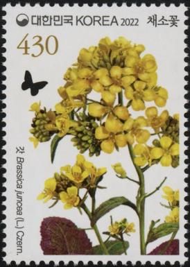Brown Mustard (Brassica juncea)