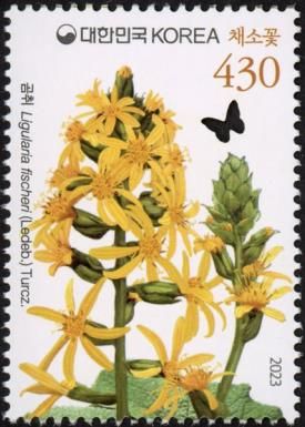 Fischer's Ragwort (Ligularia fischeri)