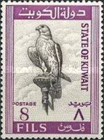 Saker Falcon (Falco cherrug)