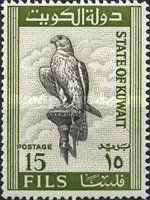 Saker Falcon (Falco cherrug)