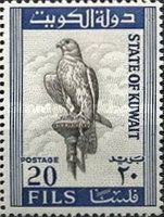 Saker Falcon (Falco cherrug)