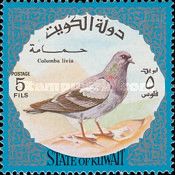 Rock Pigeon (Columba livia)