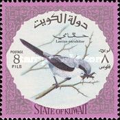 Great Grey Shrike (Lanius excubitor)