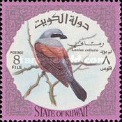 Red-backed Shrike (Lanius collurio)