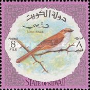 Long-tailed Shrike (Lanius schach)