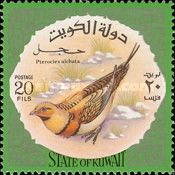 Pin-tailed Sandgrouse (Pterocles alchata)