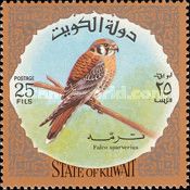 American Kestrel (Falco sparverius)
