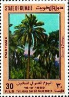 Palm Tree