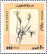Desert Plants
