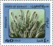 Desert Plants