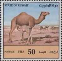 Dromedary (Camelus dromedarius)
