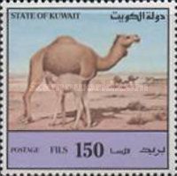 Dromedary (Camelus dromedarius)