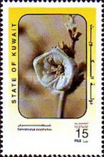 Convolvulus oxyphyllus.