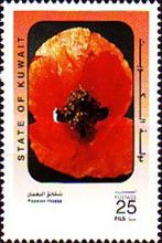 Common Poppy (Papaver rhoeas)