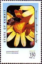 Buck's horn groundsel (Senecio desfontainei)