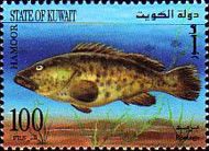 Hamoor (Epinephelus coeruleopunctatus)