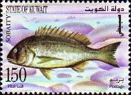 Sobaity Seabream (Sparidentex hasta)