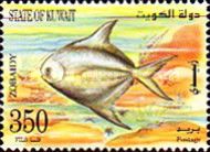 Silver Pomfret (Pampus argenteus)