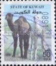 Dromedary (Camelus dromedarius)