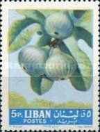 Ficus carica