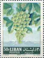 Vitis vinifera