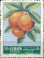 Citrus sinensis