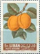 Apricots
