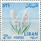 Hyacinth