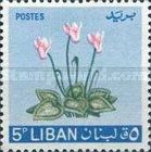 Cyclamen (Cyclamen persicum)