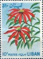 Euphorbia pulcherrima