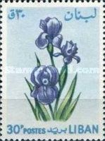 Iris