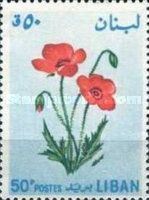 Papaver sp.