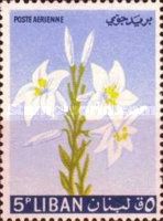 Lily