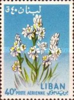 Narcissus sp.