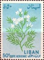 Jasminum sp.