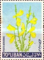 Yellow Broom