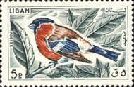 Eurasian Bullfinch (Pyrrhula pyrrhula)