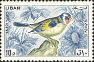 European Goldfinch (Carduelis carduelis)