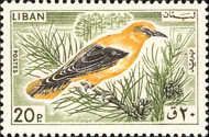 Golden Oriole (Oriolus oriolus)