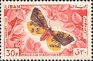 Matron (Pericallia matronula)